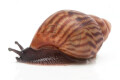 Achatina achatina Ghana typ 1b, F2, juvenil